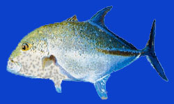 Uruati/Carangue aile bleue 