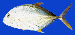 Carangue mouchete 