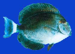 Chirurgien stri/Lined bristletooth 
