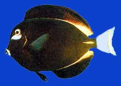 Chirurgien  marques jaunes/Whitecheeck surgeonfish 