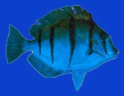Manini/Chirurgien bagnard/Convict tang