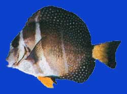 Chirurgien moucheté/White spotted surgeon 