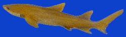 Requin Citron/Lemon shark 