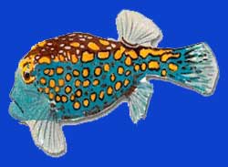 Momoa/Coffre ponctué/Spotted boxfish