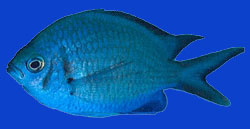 Chromis alpha/Speckled chromis 