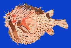 Diodon porc épic/Porcupinefish 