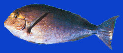 Poisson docteur strié/Elongate surgeonfish 