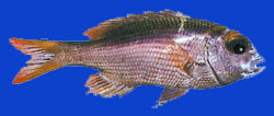 Dorade tropicale/Big eye bream 