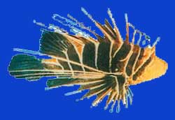 Tataraihau/Poisson dragon 