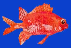Araoe uteute/Ecureuil/Squirrel fish 