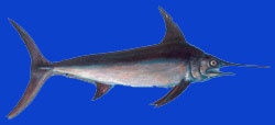 Espadon/Broadbill-swordfish 