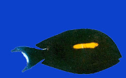 Poisson Gendarme/Orangeband surgeonfish 