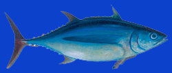 Germon Thon blanc/Albacore 