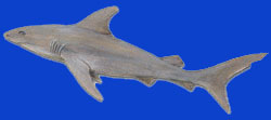 Raira/Requin gris/Grey shark 
