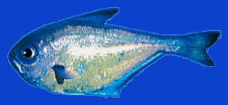 Poisson harpe/Copper sweepe 
