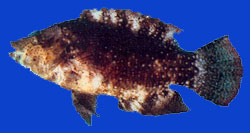 Labre Maori/Floral maori wrasse 
