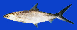 Poisson lait/Chanos 