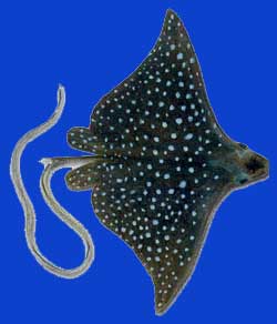 Raie léopard/Spotted eagle ray 