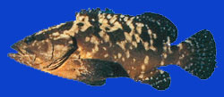 Hapuu/Loche marbrée/Camouflage rockcod 