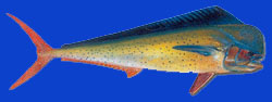 Mahi Mahi/ Coriphène/ Dolphin fish 