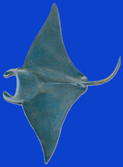 Raie Manta/Manta raye 