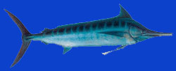 Marlin bleu/Blue marlin 