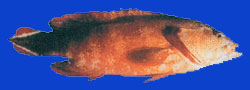 Mérou drapeau/Peacock rockcod 