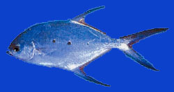 Poisson muscadin 