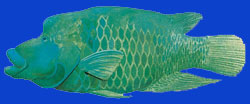 Mara/Napoléon/Napoleon wrasse