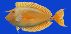Karaua/Nason/Spotted unicorfish 
