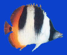 Paraharaha/Papillon à selle/butterflysfish 