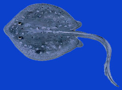 Raie pastenague/Sting ray 