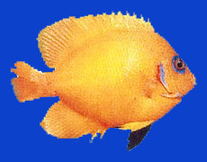 Atoti/Peau de citron/Lemonpeel angelfish 