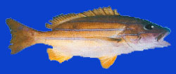 Taape/Perche à raies bleues/Blue stripe sea perch 