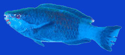 Perroquet à 6 bandes/Briddled parrotfish 
