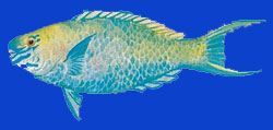Paati opu tautau/Perroquet bleu/Reefcrest parrotfish 