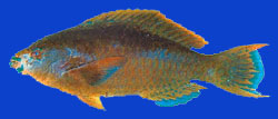 Perroquet océan/Minifin parrotfish 