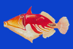 Baliste Picasso/Whitebanded triggerfish 