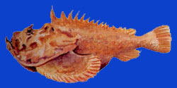 Nohu/Poisson pierre/Stonefish 