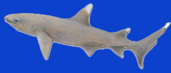 Raira/Requin pointe blanche/White tipped reef shark 