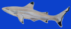 Raira/Requin pointe noire/Black tipped shark  