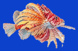 Tataraihau/Poisson de feu/Red fire fish 