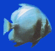 Poule d'eau/Orbicular batfish 