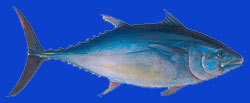 Thon rouge du Sud/Southern bluefin tuna 
