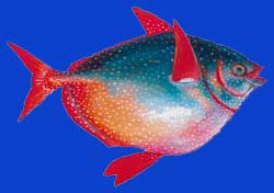 Saumon des Dieux/Moonfish 