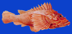 Tataraihau/Scorpion cireux/False 