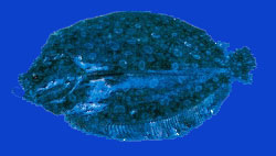 Patii/Sole tropicale/Tropical sole 
