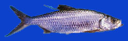 Tarpon tropical/Tropical tarpon 