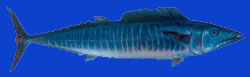 Thazard/Pacific wahoo 
