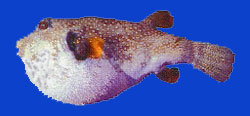 Huehue/Tétrodon mabré/Stars and stripes puffer 